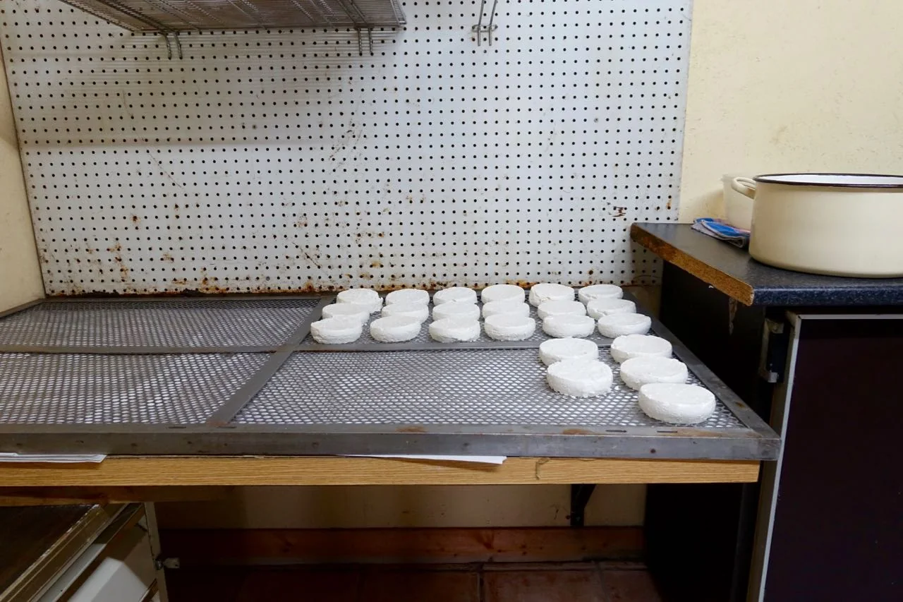 goat cheese, wwoofing in France