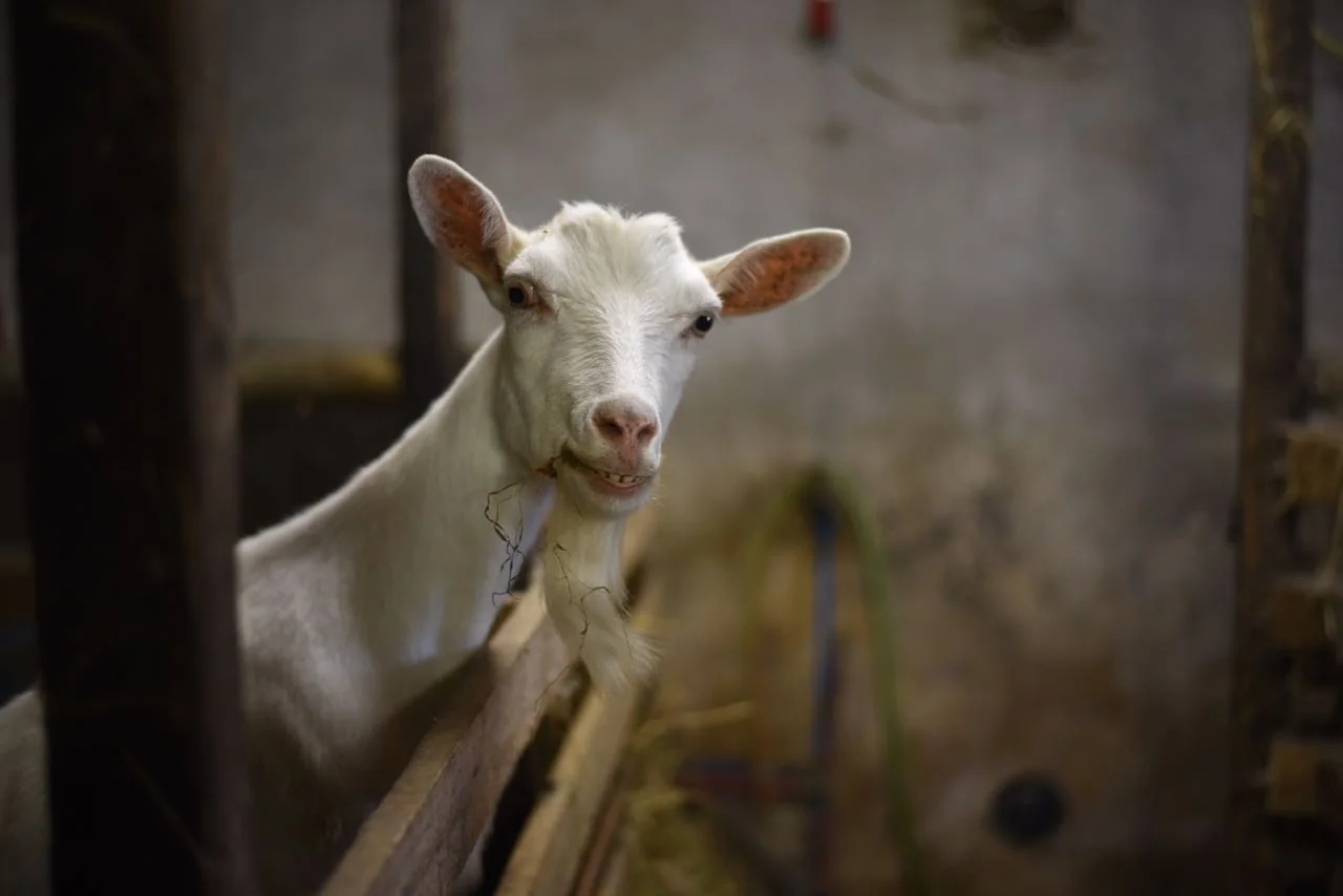 Goat, wwoofing in France