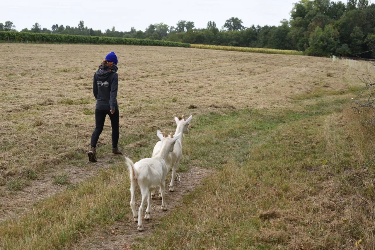Goats on Field, Wwoofing in France
