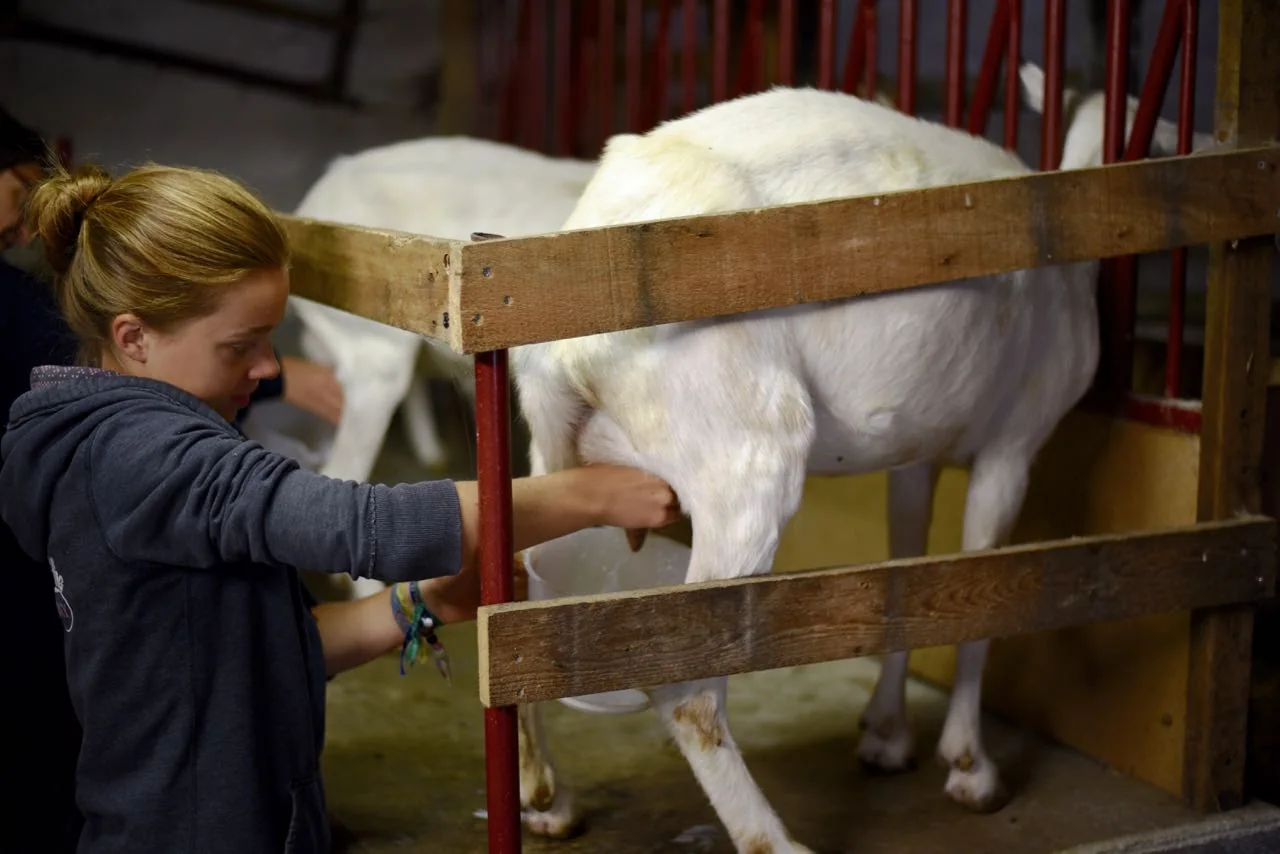 Milking Goats, wwoofing in France