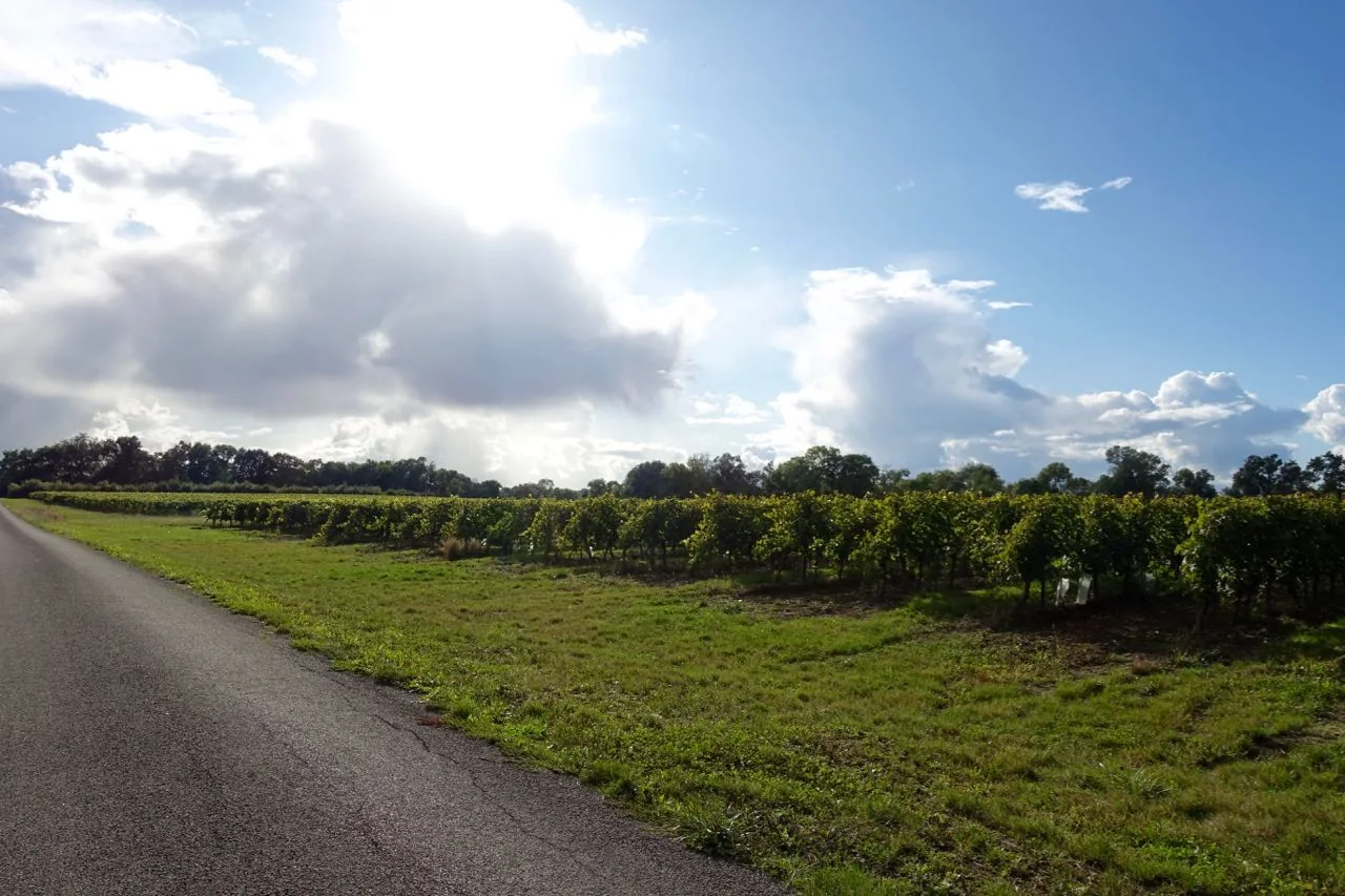 Photograph from My first experience Wwoofing in France