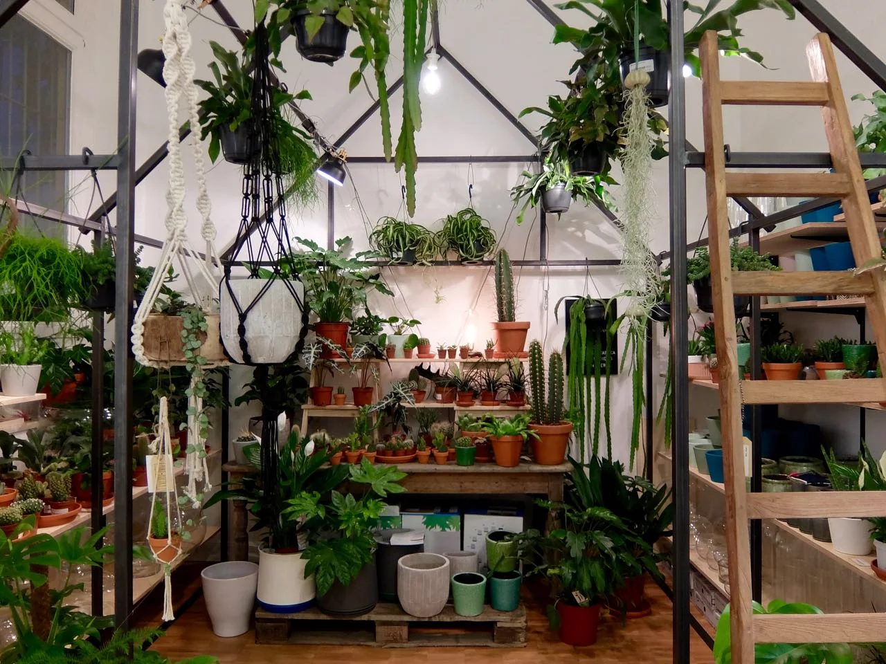 Winkel van Sinkel – an beautiful cacti and paper shop