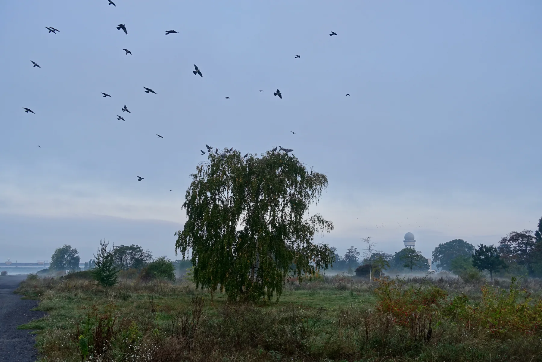 Foggy Sunrise and Birds on Tempelhofer Feld